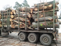 Nákup palivového dřeva