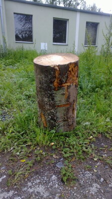 Dubový špalek na úpravu palivového dřeva  Ø 45cm Prodáno